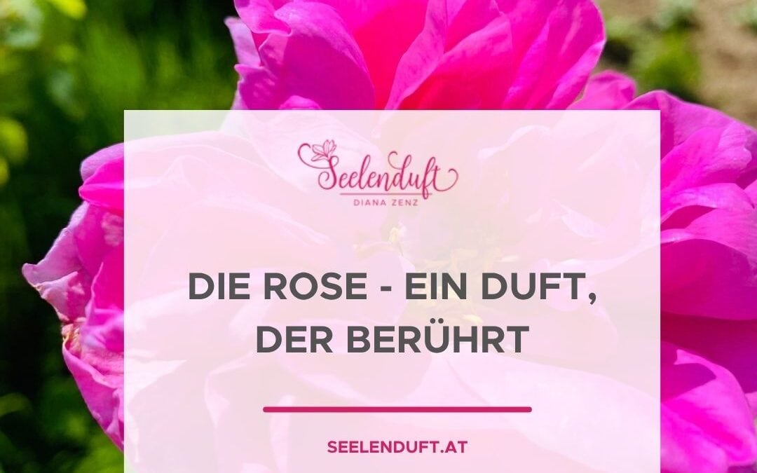 Die Rose – ein Duft, der berührt