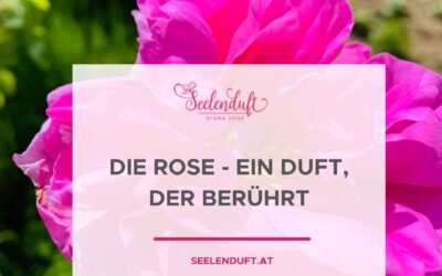 Die Rose – ein Duft, der berührt